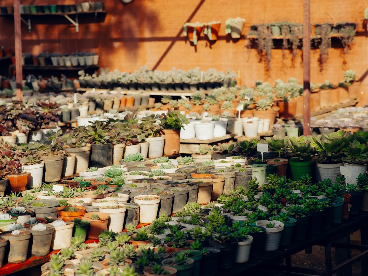 Rows of potted succulents glowing in the afternoon sun at the nursery
